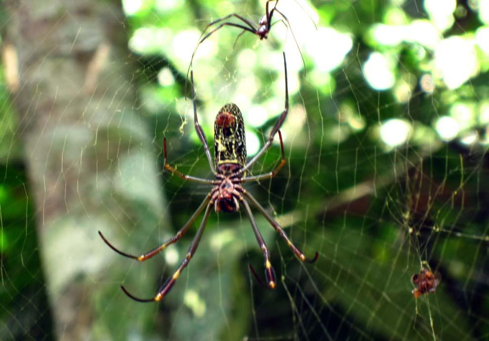 Diversidad Zoologica