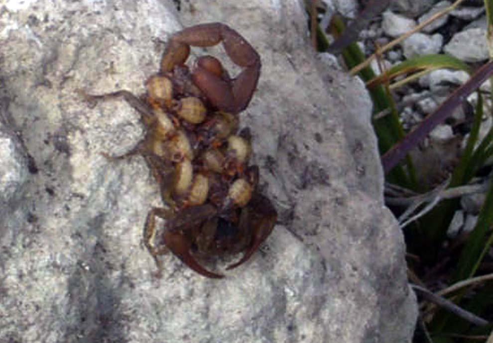 Diversidad Zoologica