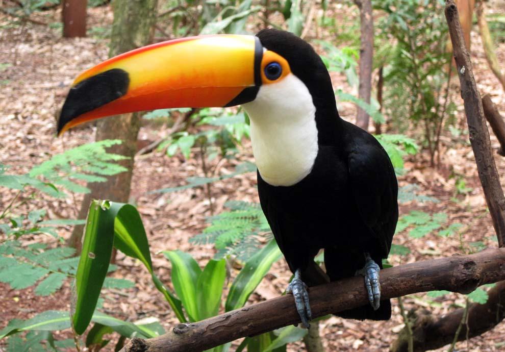 Diversidad Zoologica