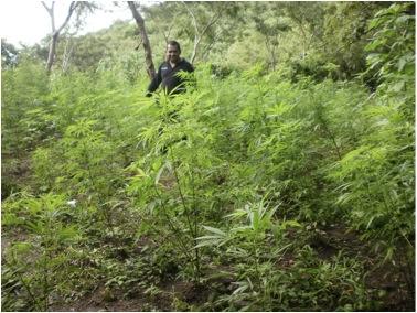 Hallan plantío de Marihuana.