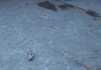 Ratas en la escuela Vicente Guerrero.