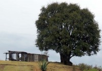 Cocoyonotly, San Miguel Canoa, Puebla. Pobreza.