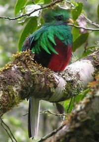 Quetzal01Lrg