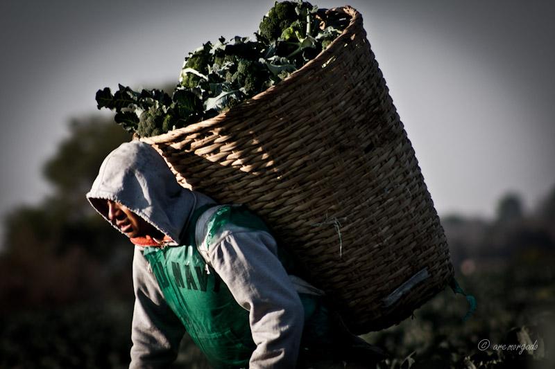 Terrícolas.