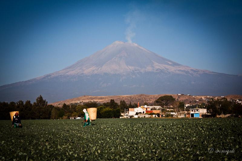 Terrícolas.