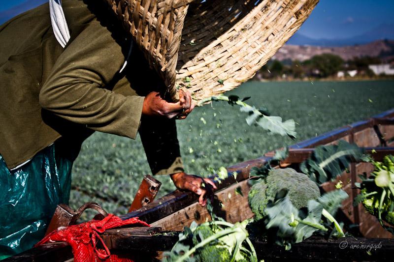 Terrícolas.