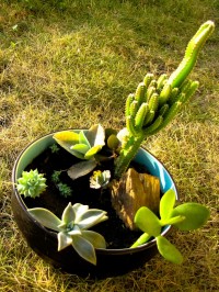 Mini jardín desértico.
