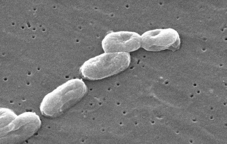 Bacterias