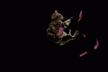 Gato