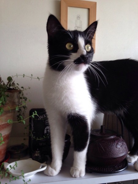 gato1