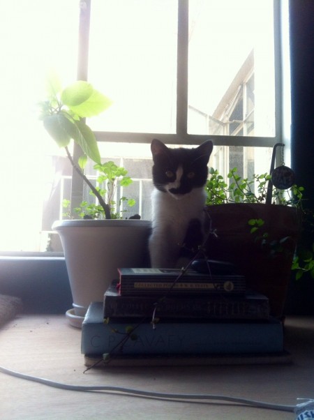 gato2