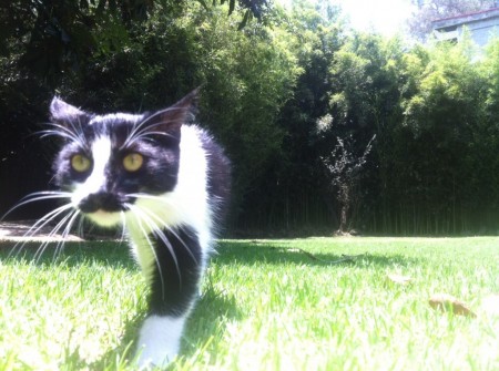 gato3