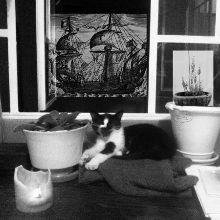 gato5