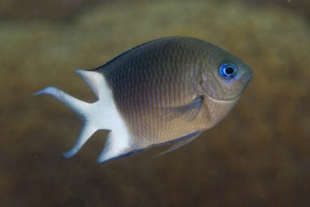Los-genes-permiten-a-los-peces-aclimatarse-al-aumento-de-temperaturas_image640_ (1)
