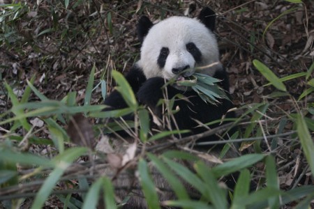 Los-pandas-gastan-menos-energia-para-permitirse-una-dieta-a-base-de-bambu_image_380