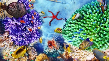 coral