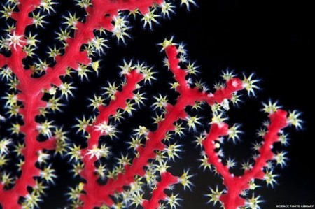 coral4
