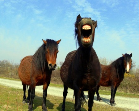 Los-caballos-y-los-seres-humanos-comparten-expresiones-faciales_image_380