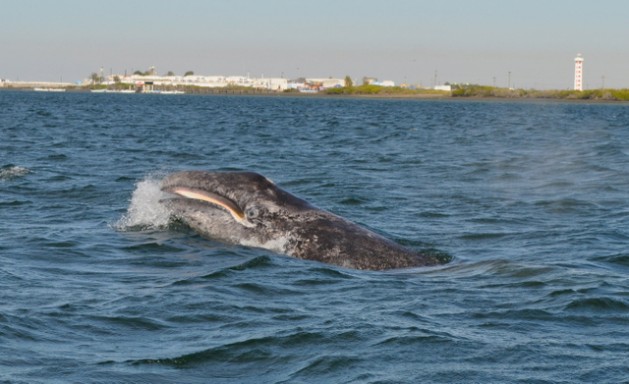 Un cría de ballena nada en las aguas próximas a la costa del estado de Baja California Sur, en el noroccidente d México. La salmuera generada por la obtención de sal amenaza un santuario de las ballenas grises en esa zona del océano Pacífico │ Foto: Costasalvaje AC, tomada de IPS Noticias.