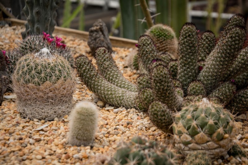 Cactaceas