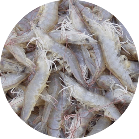 Blanco Litopenaeus vannamei min
