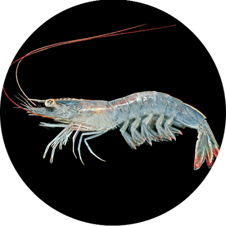 Camaron azul Litopenaeus min