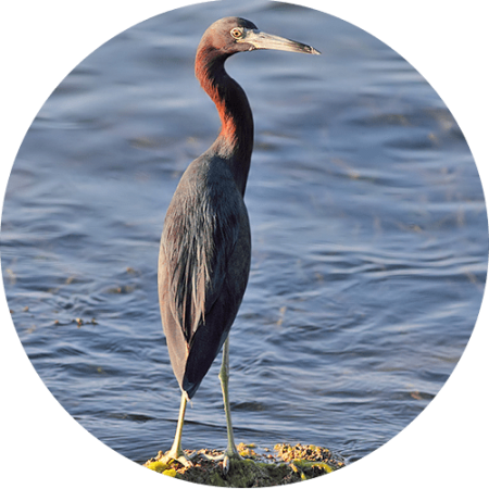 Egretta rufescens min