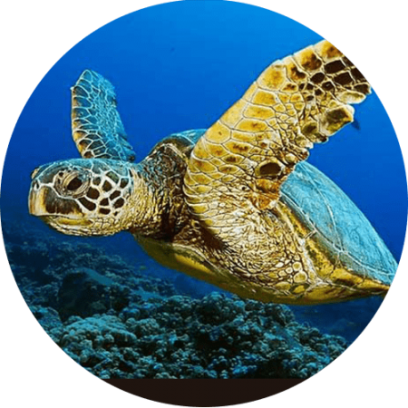 Tortuga carey min