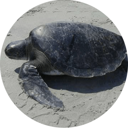 Tortuga Prieta min