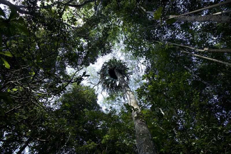 Mongabay1_opt