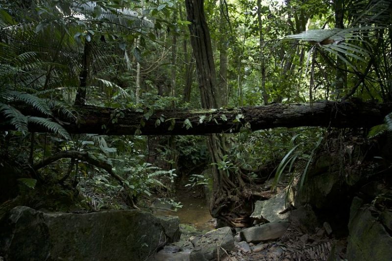 Tan solo en San Martín, más de treinta concesiones conservan más de 400 mil hectáreas. Foto: Conservamos por Naturaleza, tomada de Mongabay Latam. 