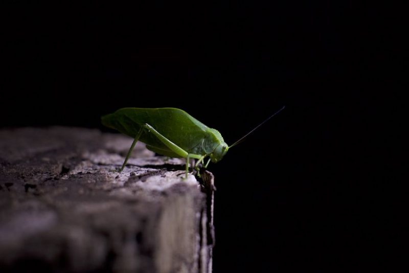 Recomiendan salir a caminar de noche. Anda preparado para toparte con animales e insectos con formas y colores que te sorprenderán. Foto: Conservamos por Naturaleza, tomada de Mongabay Latam.