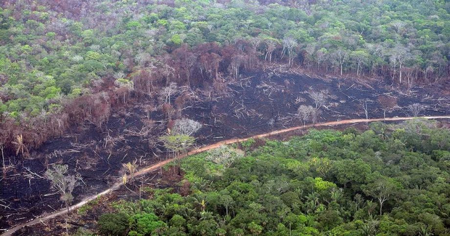 Día de La Tierra: deforestación hace que Latinoamérica sea más