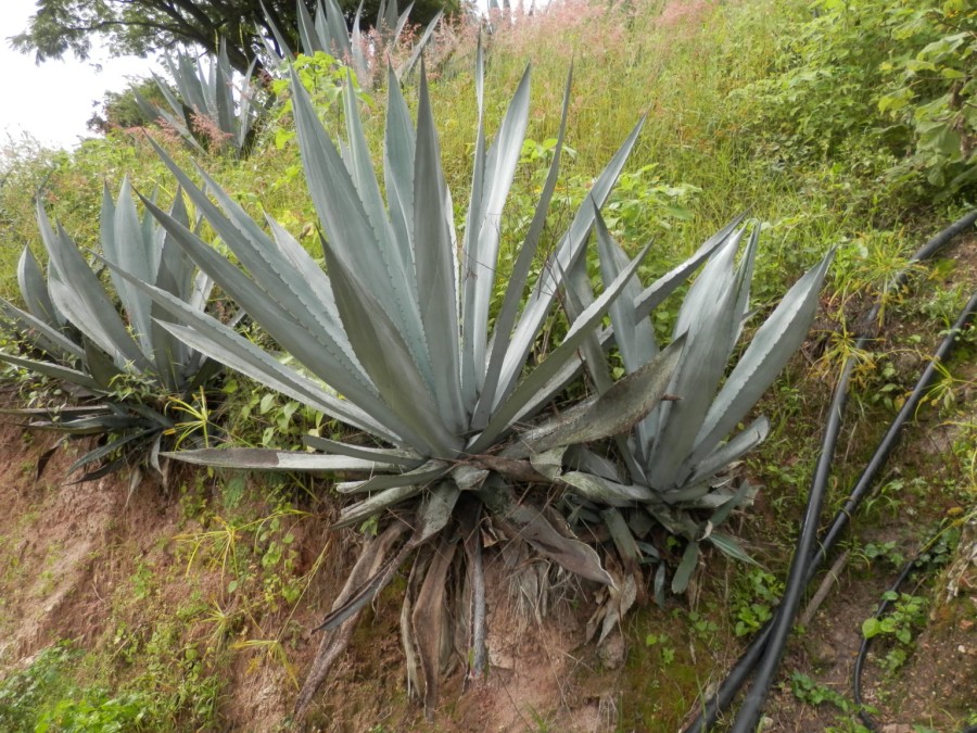 mezcal