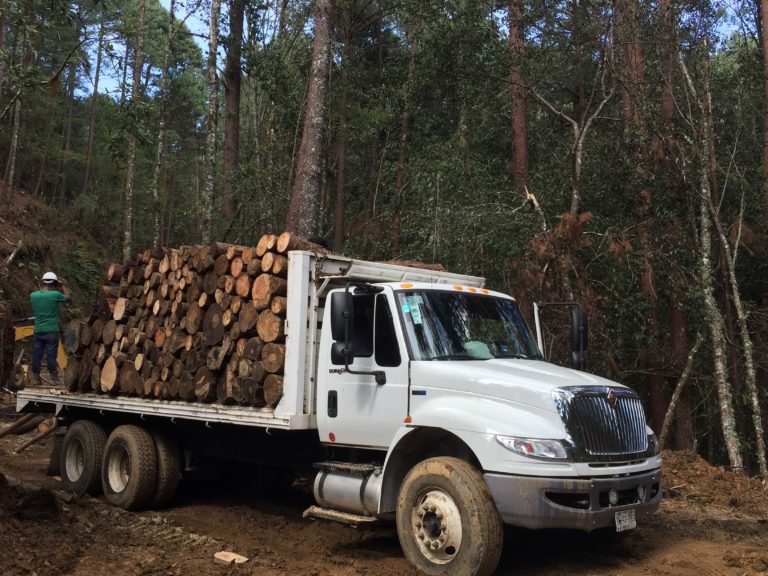 Pese a destacar en manejo forestal comunitario, la mayoría de la madera en México es importada