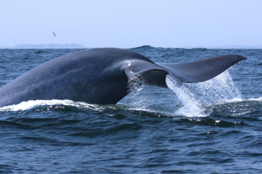 ballenas