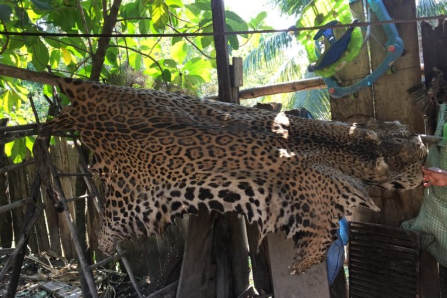 jaguar