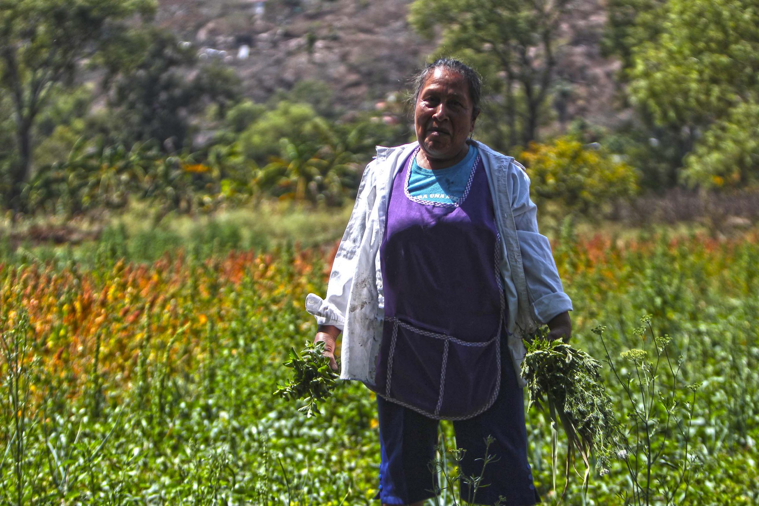 Women Farmers: Enriqueta Garcia and her multiple jobs in the field