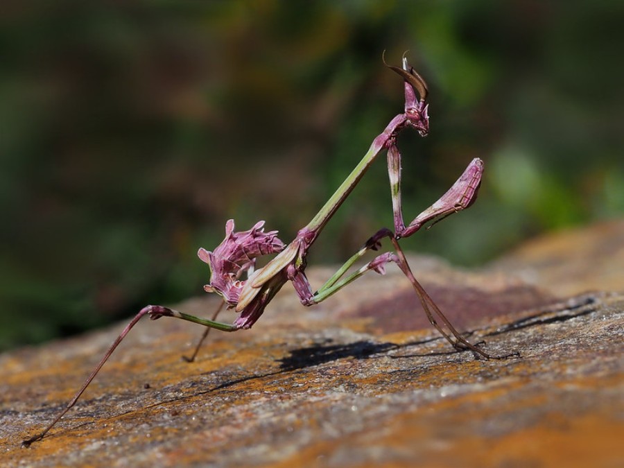insectos
