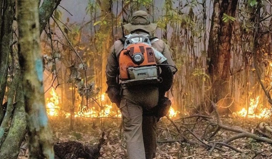 deforestación