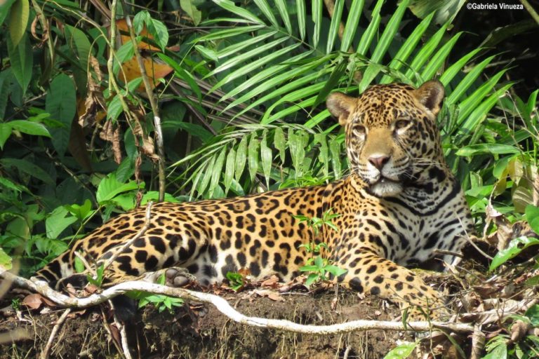 Día Internacional de la Diversidad Biológica: conservar solo áreas protegidas no es suficiente