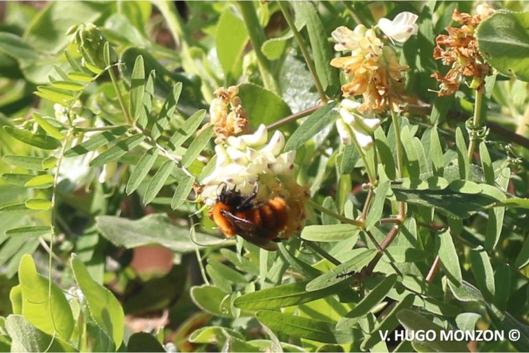 Día mundial de las abejas: científicos destacan la urgencia de transitar hacia la agroecología