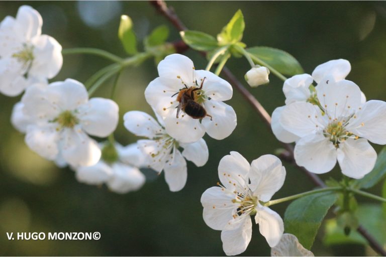 Día mundial de las abejas