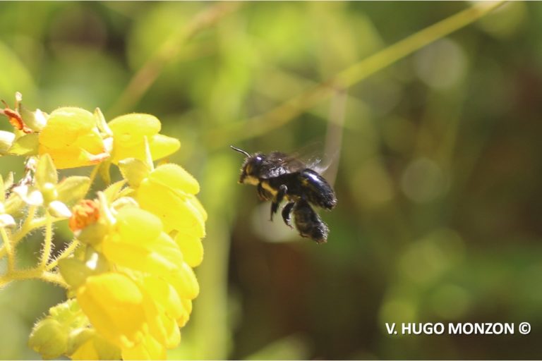 Día mundial de las abejas: científicos destacan la urgencia de transitar hacia la agroecología