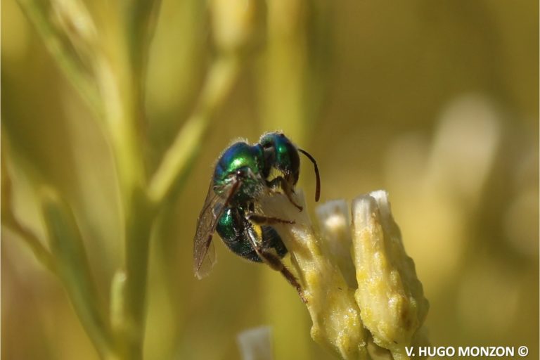 Día mundial de las abejas: científicos destacan la urgencia de transitar hacia la agroecología