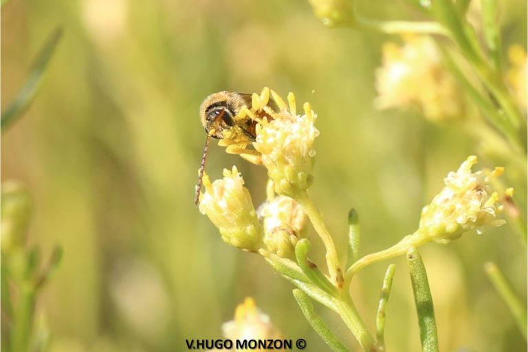 Día mundial de las abejas: científicos destacan la urgencia de transitar hacia la agroecología