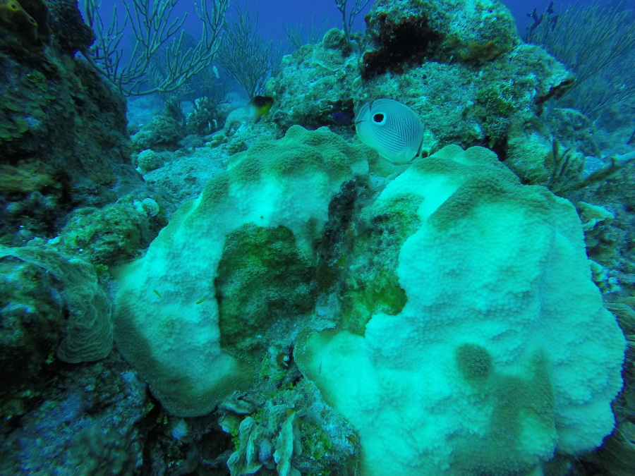 Arrecifes coralinos con blanqueamiento