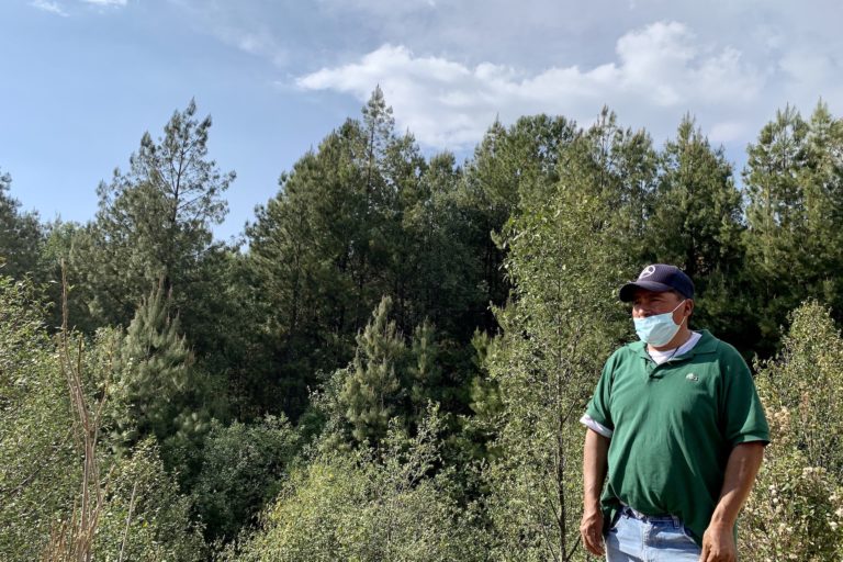 México: «Aquí va aumentando la deforestación. Si esto sigue así, la mariposa monarca ya no va a llegar, va a buscar otros sitios»