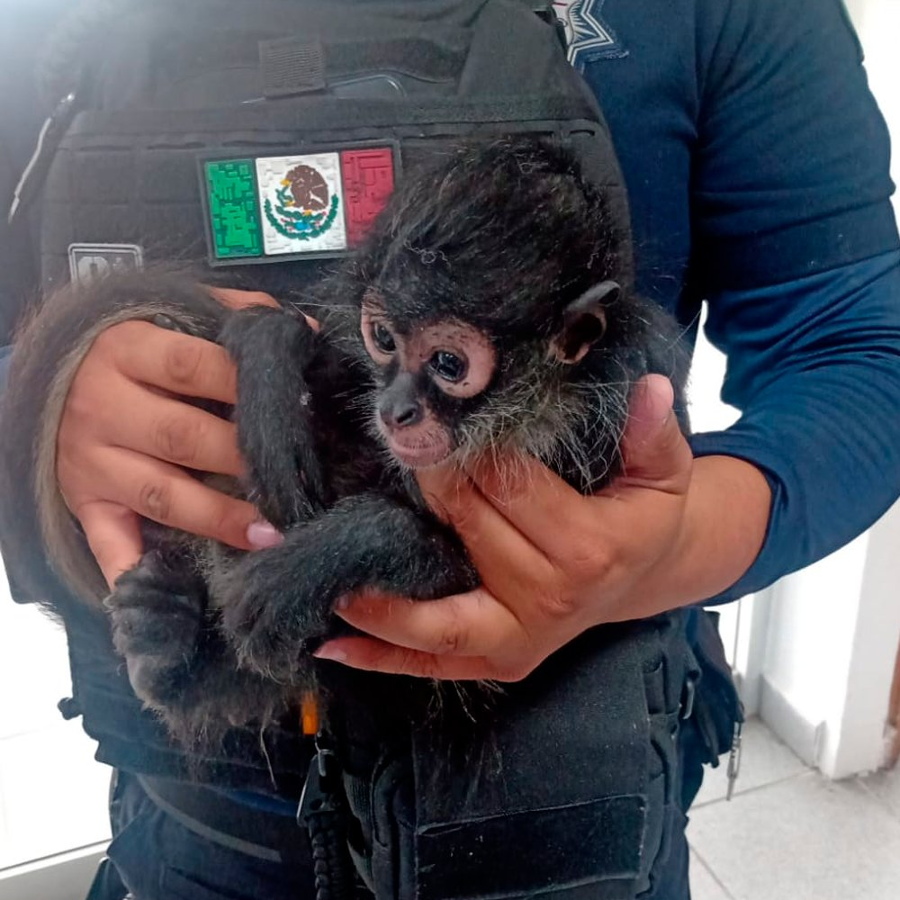 Especialistas señalan el creciente tráfico de especies protegidas en Puebla