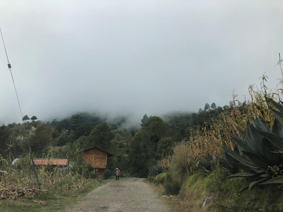 Irma Galindo Barrios, defensora del bosque Ñuu Savi
